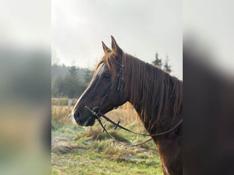 Demi-sang arabe Hongre 12 Ans 153 cm Alezan in Rot an der Rot