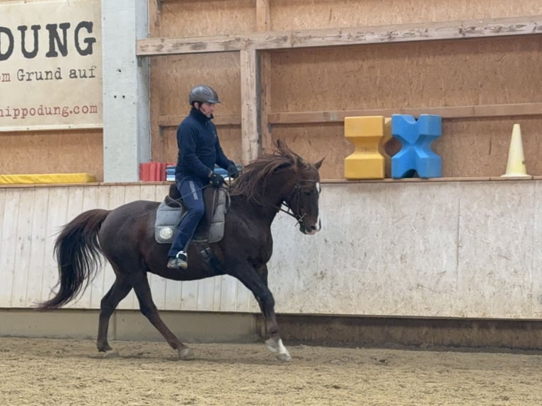 Demi-sang arabe Hongre 12 Ans 153 cm Alezan in Rot an der Rot