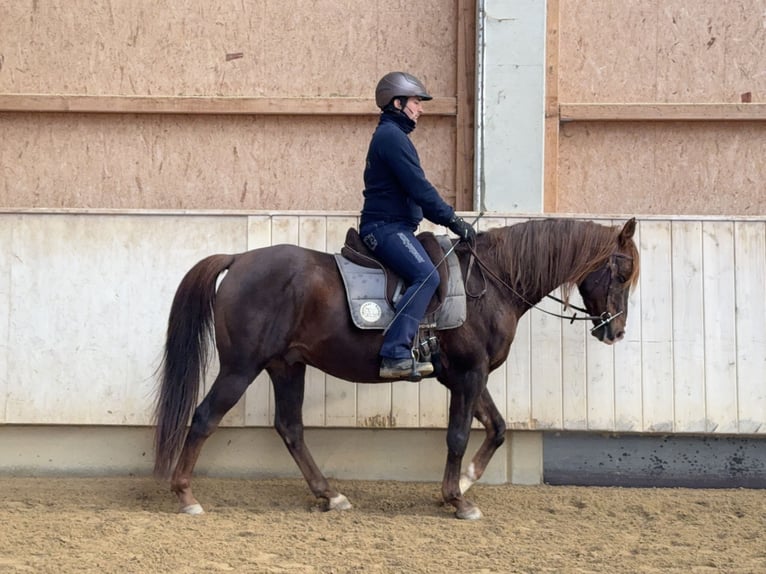 Demi-sang arabe Hongre 12 Ans 153 cm Alezan in Rot an der Rot