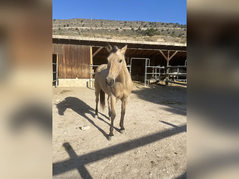 Demi-sang arabe Croisé Hongre 12 Ans 156 cm Isabelle in Berg