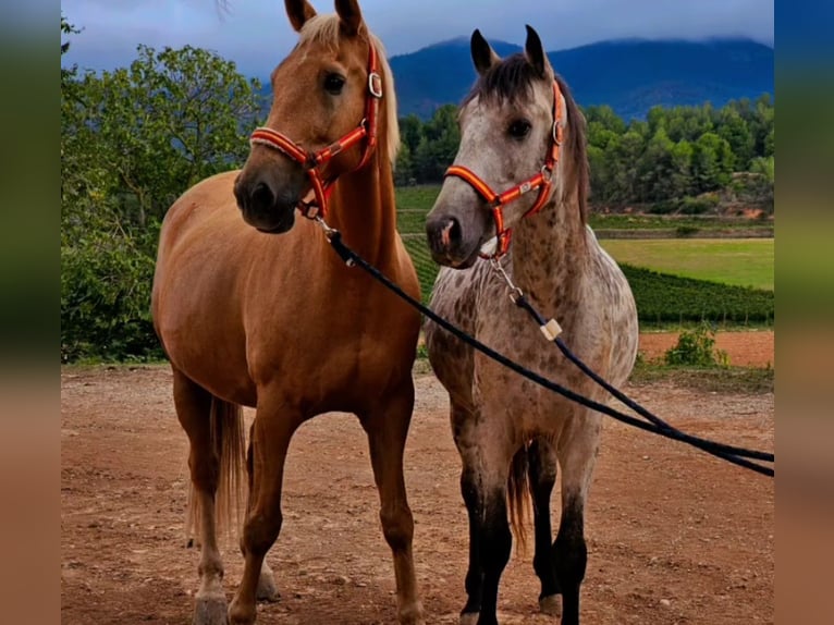 Demi-sang arabe Croisé Hongre 12 Ans 160 cm Palomino in Vimbodi