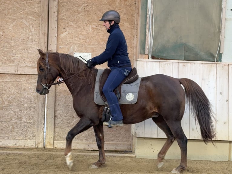 Demi-sang arabe Hongre 13 Ans 153 cm Alezan in Rot an der Rot