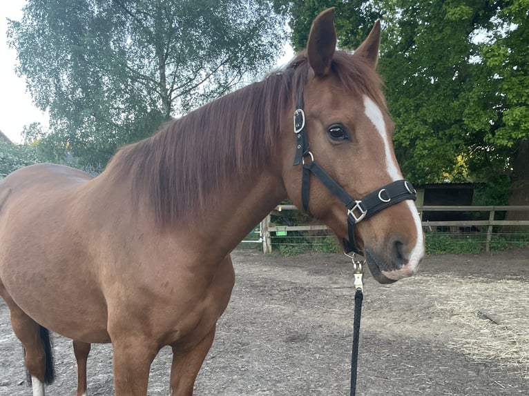 Demi-sang arabe Croisé Hongre 13 Ans 165 cm Alezan in Wesel