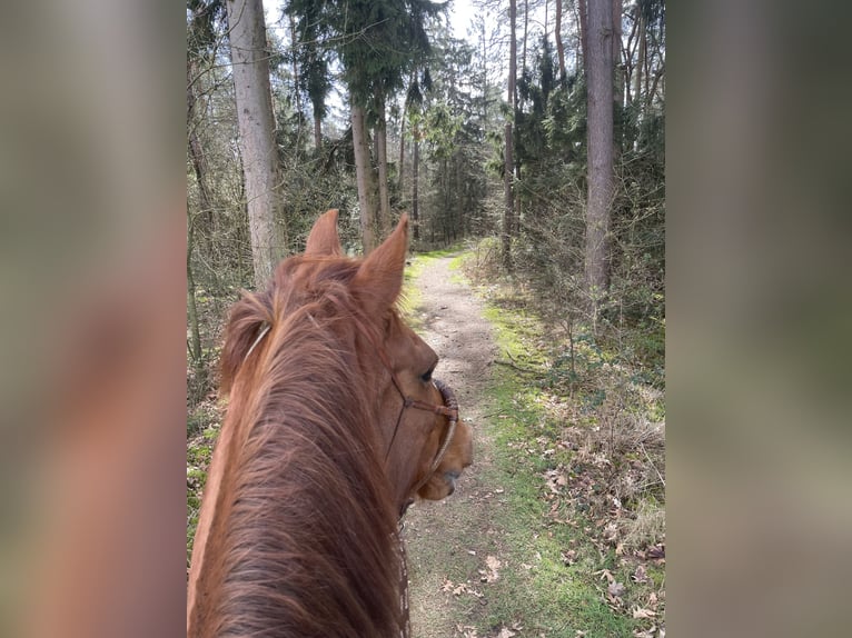 Demi-sang arabe Croisé Hongre 13 Ans 165 cm Alezan in Wesel