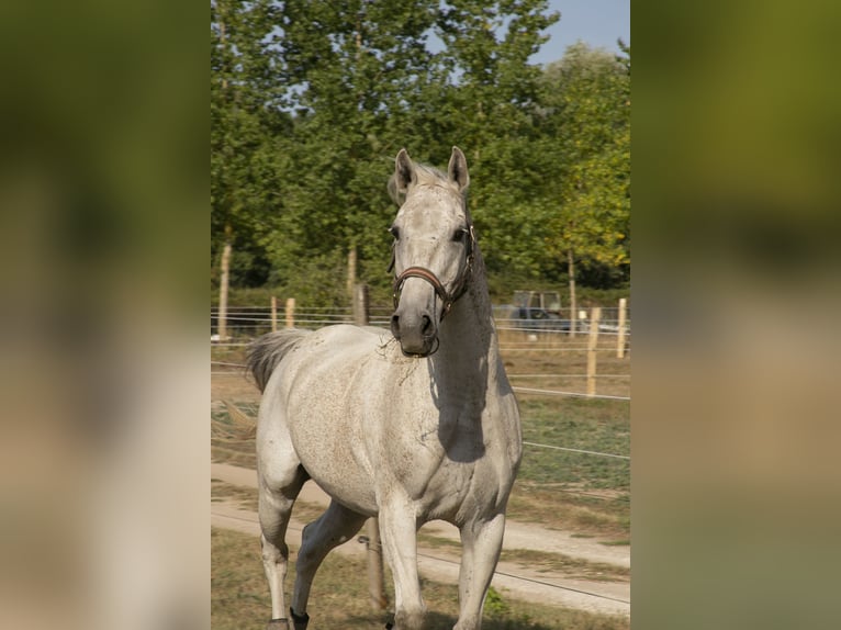 Demi-sang arabe Hongre 15 Ans 158 cm Gris moucheté in Luxé