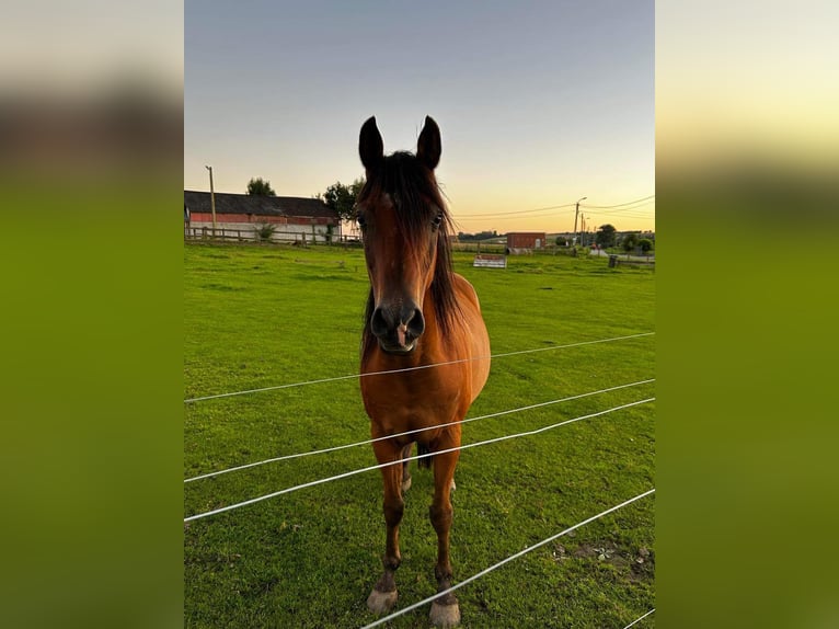 Demi-sang arabe Hongre 16 Ans 155 cm Bai brun foncé in Ronse