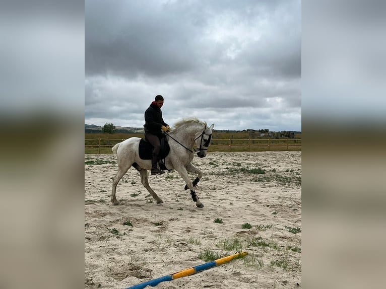 Demi-sang arabe Croisé Hongre 18 Ans 162 cm Gris moucheté in Villacastin