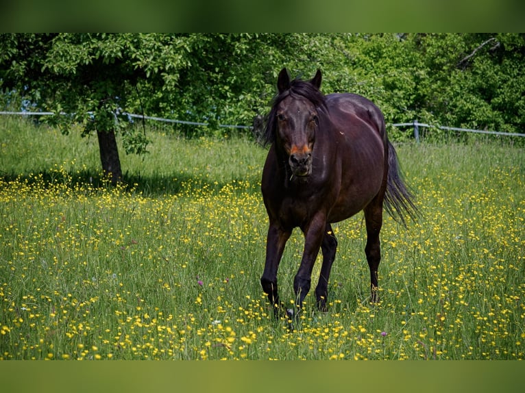 Demi-sang arabe Croisé Hongre 19 Ans 158 cm Bai brun foncé in Baltmannsweiler