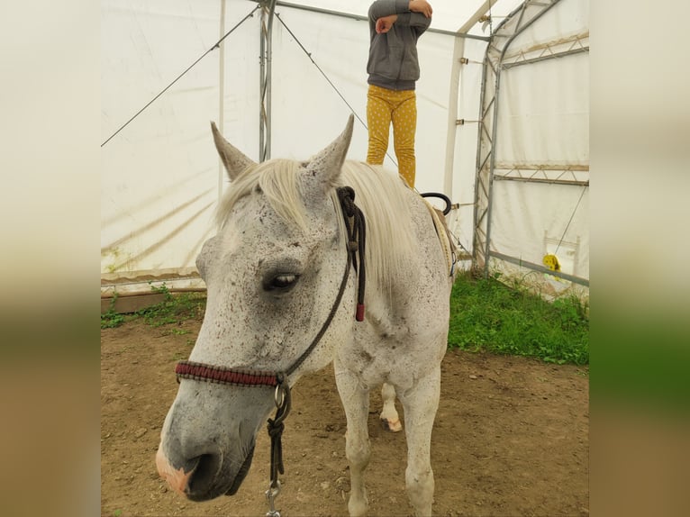 Demi-sang arabe Croisé Hongre 22 Ans 150 cm Blanc in Liptovský Mikuláš