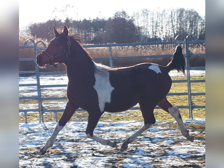 Demi-sang arabe Hongre 2 Ans 153 cm Tobiano-toutes couleurs in Sulingen