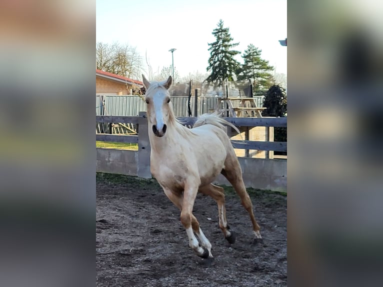 Demi-sang arabe Hongre 2 Ans 154 cm Palomino in Hörselberg-Hainich, Behringen