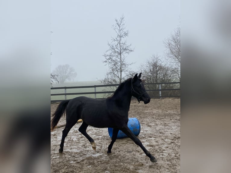 Demi-sang arabe Hongre 2 Ans 155 cm Bai brun foncé in Mons