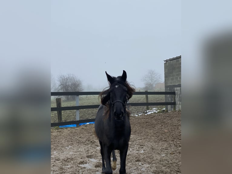 Demi-sang arabe Hongre 2 Ans 155 cm Bai brun foncé in Mons