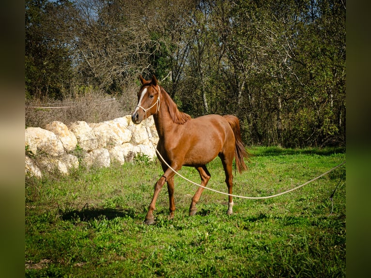 Demi-sang arabe Hongre 3 Ans 150 cm Alezan brûlé in Saint ambroix