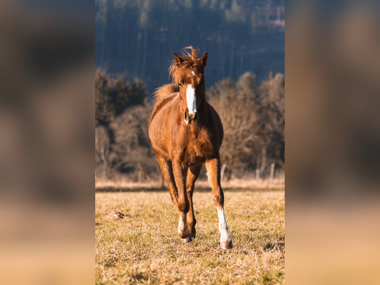 Demi-sang arabe Hongre 3 Ans 150 cm Alezan in Züsch