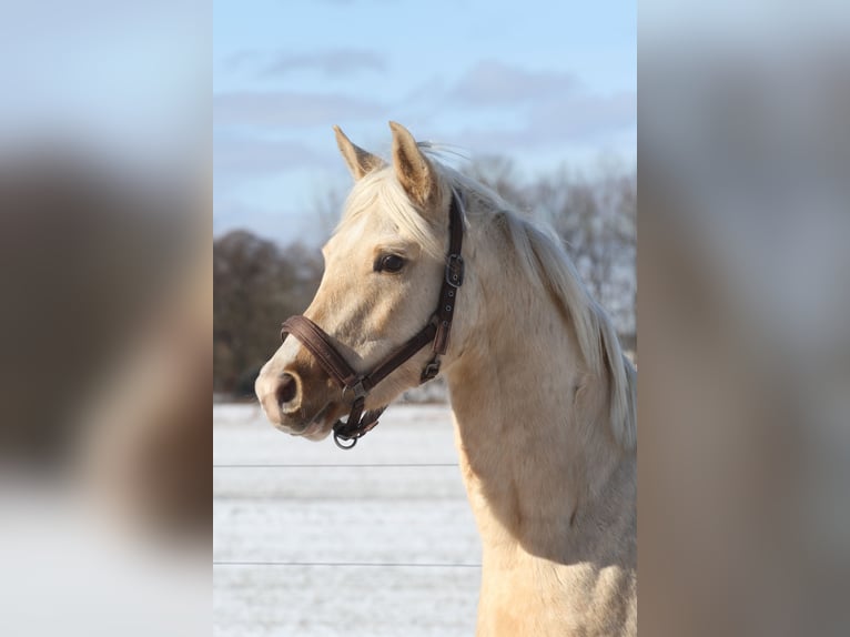 Demi-sang arabe Hongre 3 Ans 154 cm Palomino in Stechlin