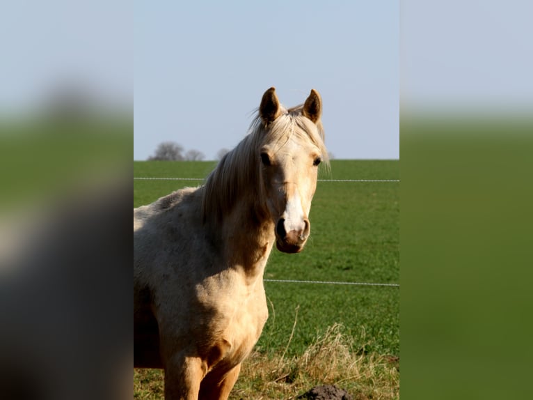 Demi-sang arabe Hongre 3 Ans 154 cm Palomino in Stechlin