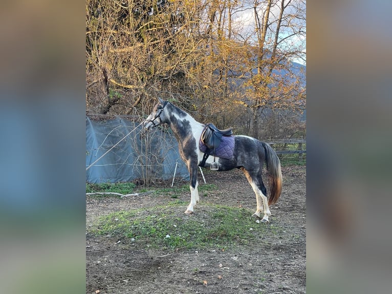 Demi-sang arabe Hongre 3 Ans 155 cm Tobiano-toutes couleurs in Lind im Drautal