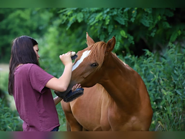 Demi-sang arabe Hongre 3 Ans Alezan in Netvorice
