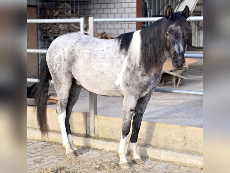 Demi-sang arabe Hongre 4 Ans 140 cm Rouan Bleu in Cham