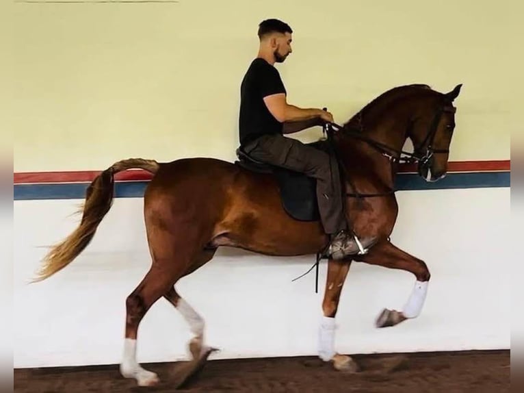Demi-sang arabe Croisé Hongre 4 Ans 152 cm Alezan brûlé in Saint Clair, MI