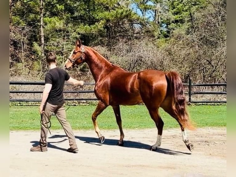Demi-sang arabe Croisé Hongre 4 Ans 152 cm Alezan brûlé in Saint Clair, MI