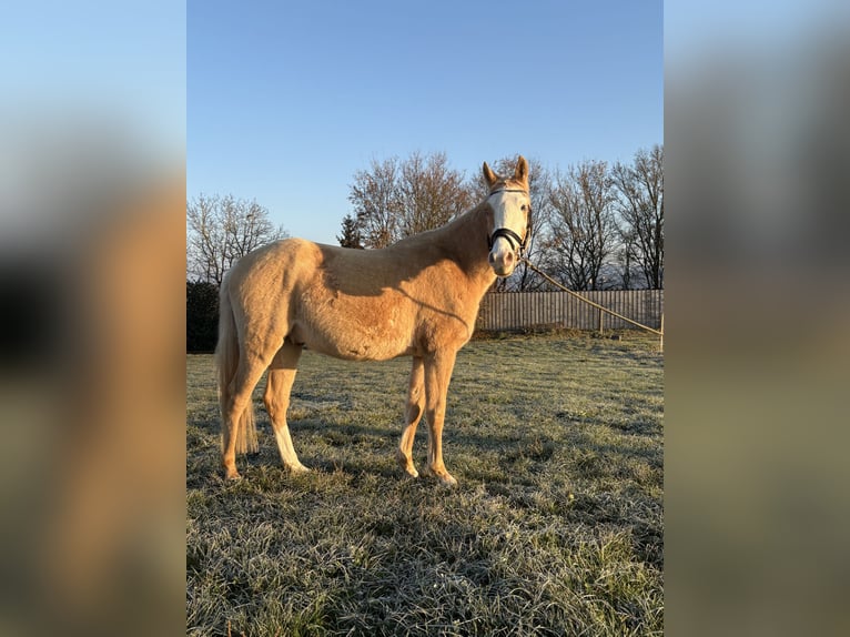 Demi-sang arabe Hongre 4 Ans 152 cm in Waiblingen