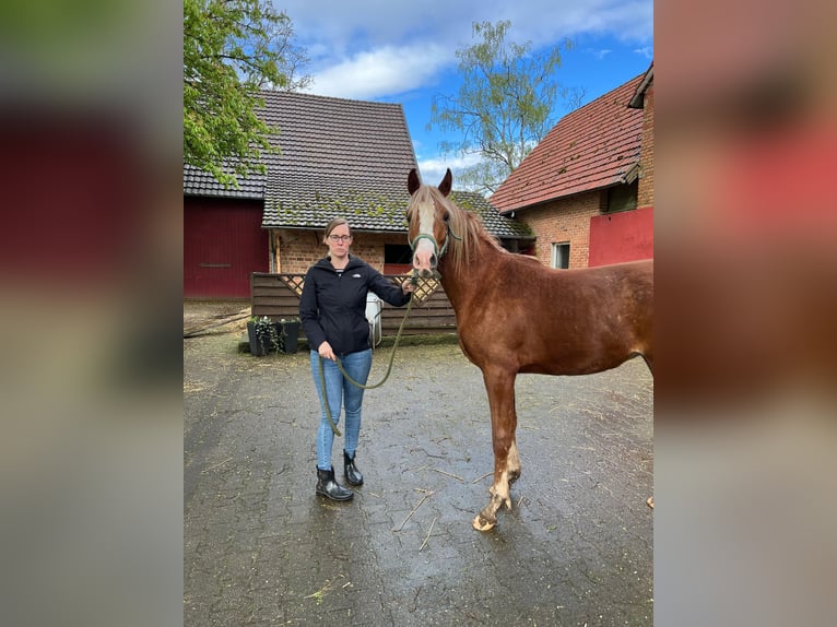 Demi-sang arabe Hongre 4 Ans 156 cm Alezan in Witzenhausen