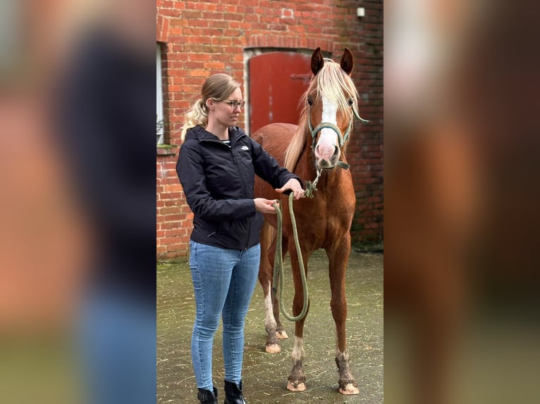 Demi-sang arabe Hongre 4 Ans 156 cm Alezan in Witzenhausen