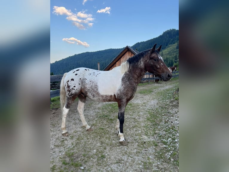 Demi-sang arabe Croisé Hongre 5 Ans 148 cm Léopard in Assling