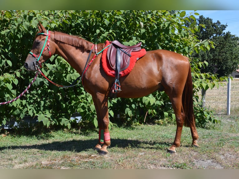 Demi-sang arabe Hongre 5 Ans 164 cm Alezan in Saint-Paul-en-Jarez