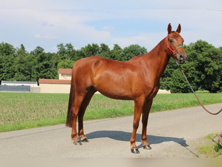 Demi-sang arabe Hongre 5 Ans 164 cm Alezan in Saint-Paul-en-Jarez