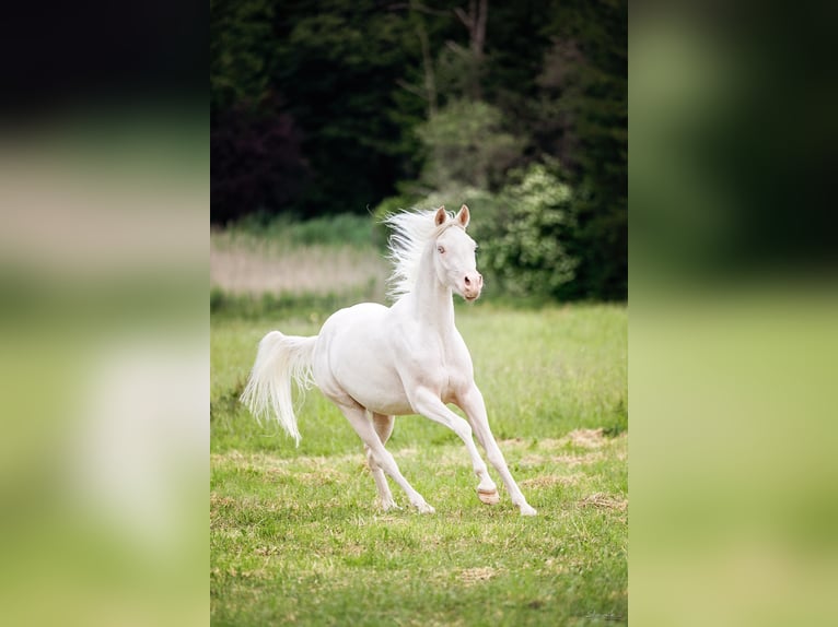 Demi-sang arabe Hongre 6 Ans 150 cm Cremello in Kissing