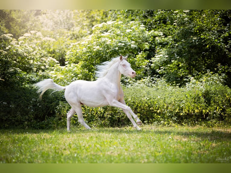 Demi-sang arabe Hongre 6 Ans 150 cm Cremello in Kissing