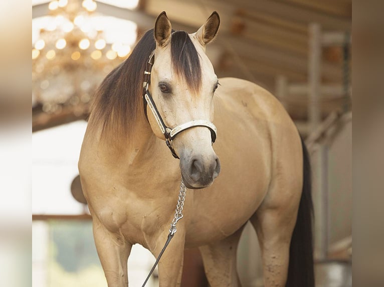 Demi-sang arabe Hongre 7 Ans 153 cm Buckskin in Steyerberg