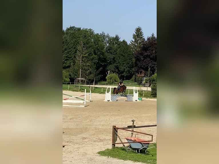 Demi-sang arabe Hongre 7 Ans 154 cm Bai brun in Aich 29