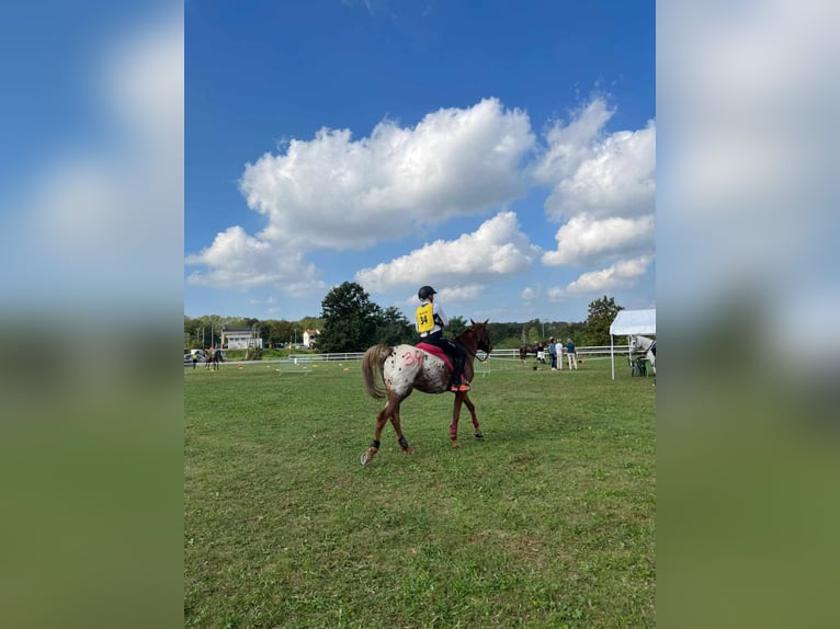 Demi-sang arabe Croisé Hongre 7 Ans 156 cm Alezan brûlé in Perušić