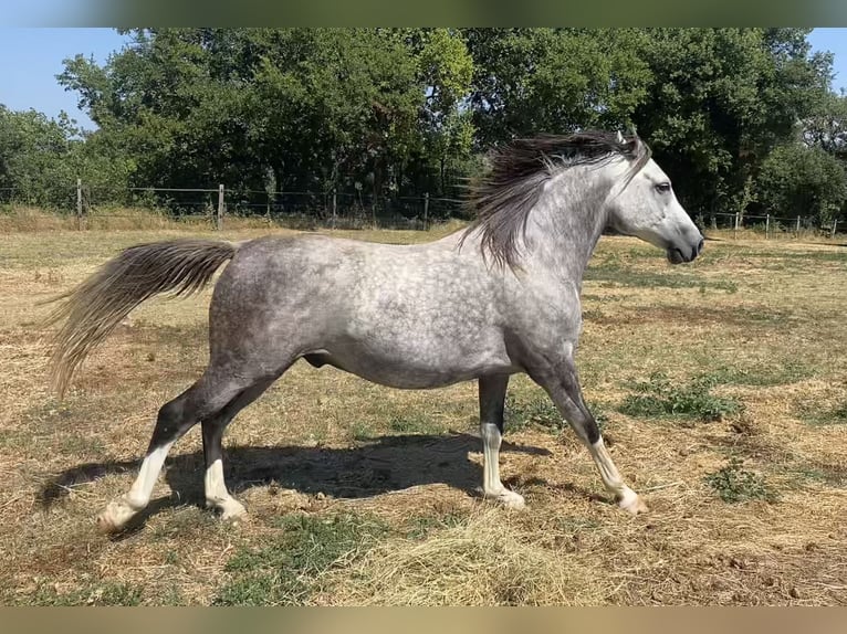 Demi-sang arabe Hongre 7 Ans 157 cm Gris pommelé in Peyrins