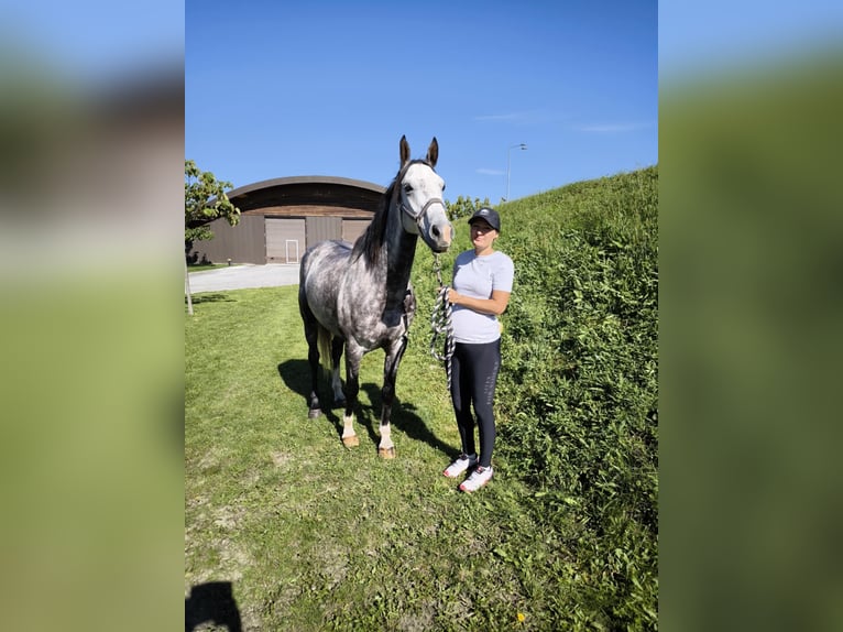 Demi-sang arabe Hongre 7 Ans 162 cm Gris in Casta