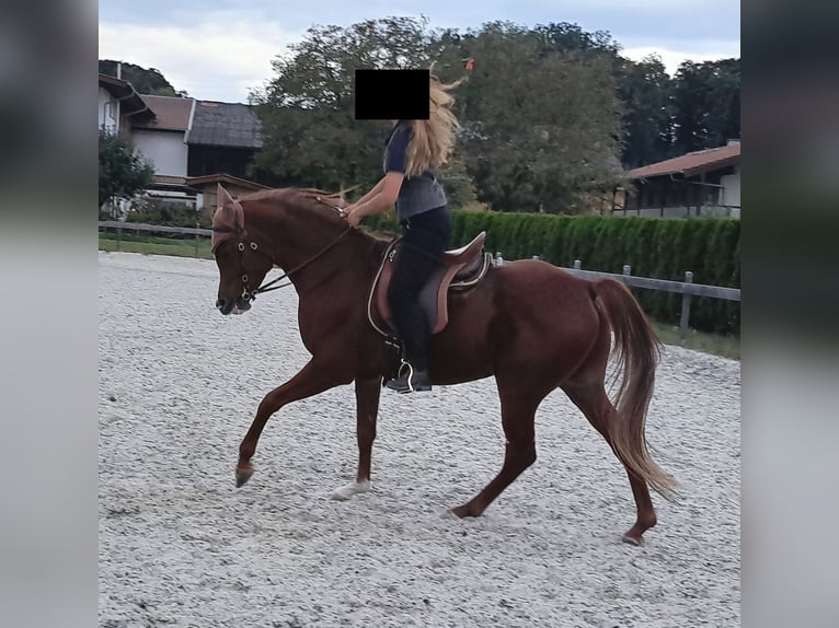 Demi-sang arabe Hongre 9 Ans 155 cm Alezan in Petting