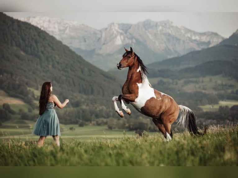 Demi-sang arabe Hongre 9 Ans 156 cm Pinto in Nesselwang