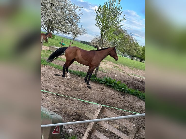 Demi-sang arabe Hongre 9 Ans 157 cm Bai brun in Lörrach