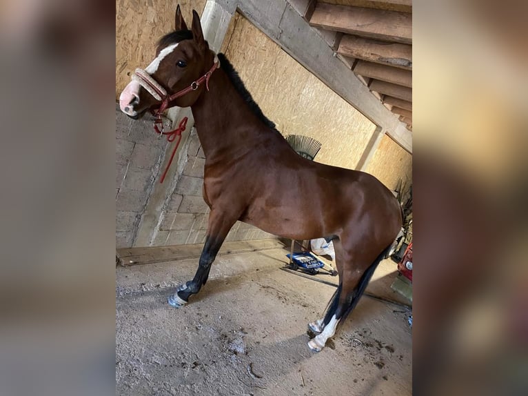 Demi-sang arabe Hongre 9 Ans 157 cm Bai brun in Lörrach