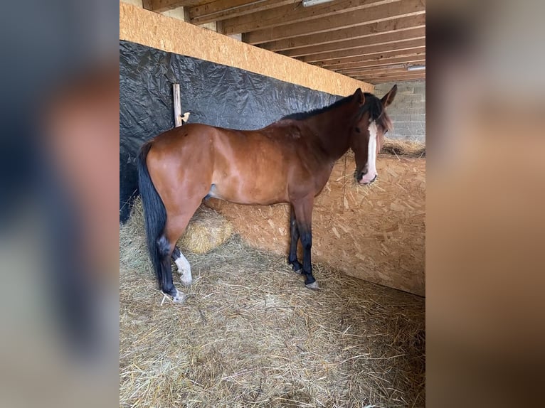 Demi-sang arabe Hongre 9 Ans 157 cm Bai brun in Lörrach