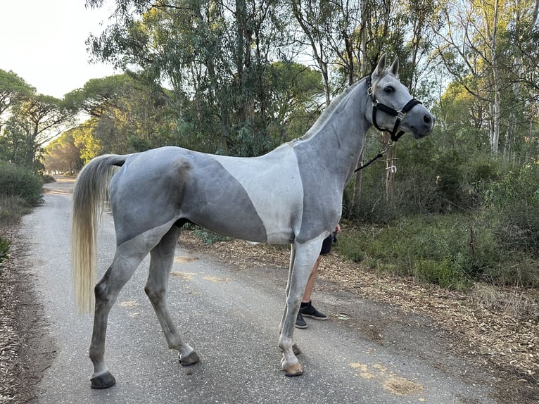 Demi-sang arabe Hongre 9 Ans 162 cm Gris in Laitse