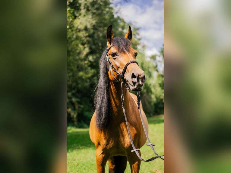 Demi-sang arabe Croisé Jument 10 Ans 147 cm Bai in Nürtingen
