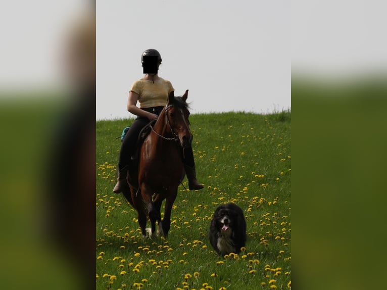 Demi-sang arabe Croisé Jument 10 Ans 150 cm Bai in Lebach