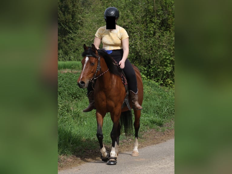 Demi-sang arabe Croisé Jument 10 Ans 150 cm Bai in Lebach