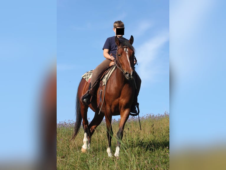 Demi-sang arabe Croisé Jument 10 Ans 150 cm Bai in Lebach