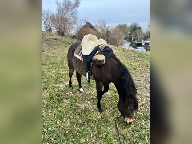 Demi-sang arabe Jument 10 Ans 154 cm Buckskin in Malente